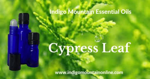 Cypress Leaf Essential Oil