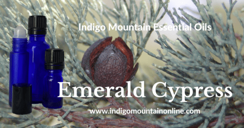 Emerald Cypress Essential Oil