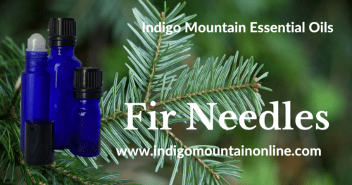 Fir Needles Essential Oil