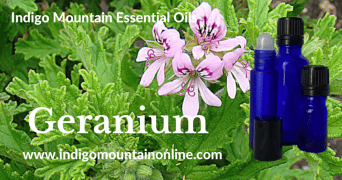 Geranium Essential Oil