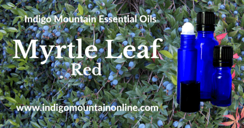 Myrtle Leaf Essential Oil