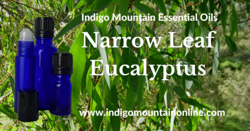 Narrow Leaf Eucalyptus Essential Oil